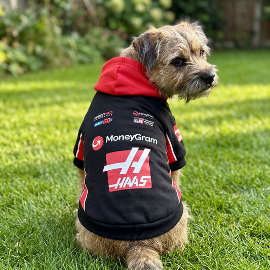Border Terrier in a Haas F1 dog hoodie with MoneyGram logos, sitting in a sunny garden - gift idea for F1 fans with dogs