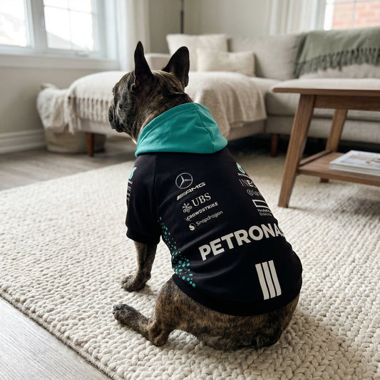 Brindle French Bulldog in Mercedes-AMG Petronas F1 dog hoodie with teal hood, seen from behind at a home watch party