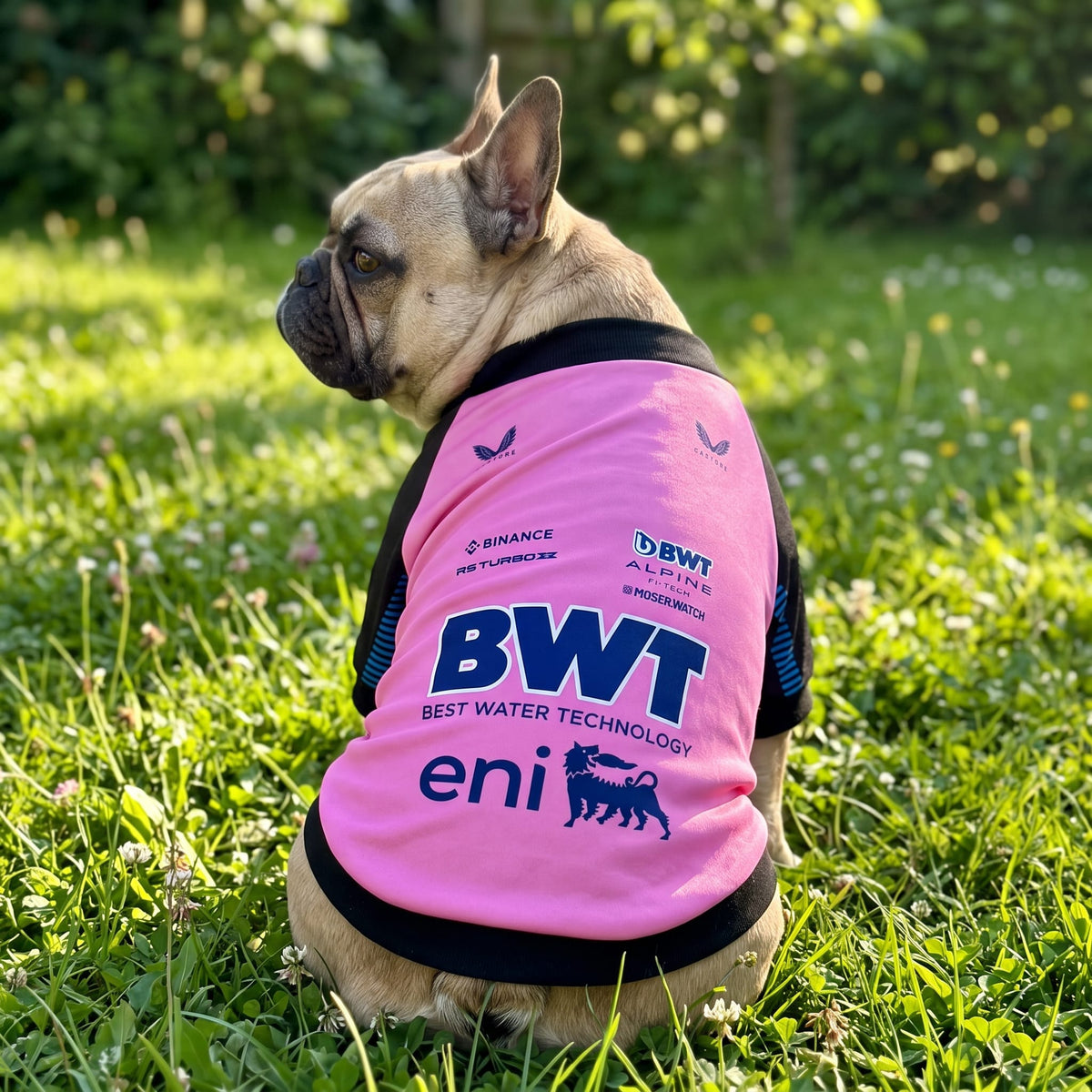 French Bulldog outdoors on grass wearing Alpine 2025 BWT F1 pink pet shirt, back view in sunshine