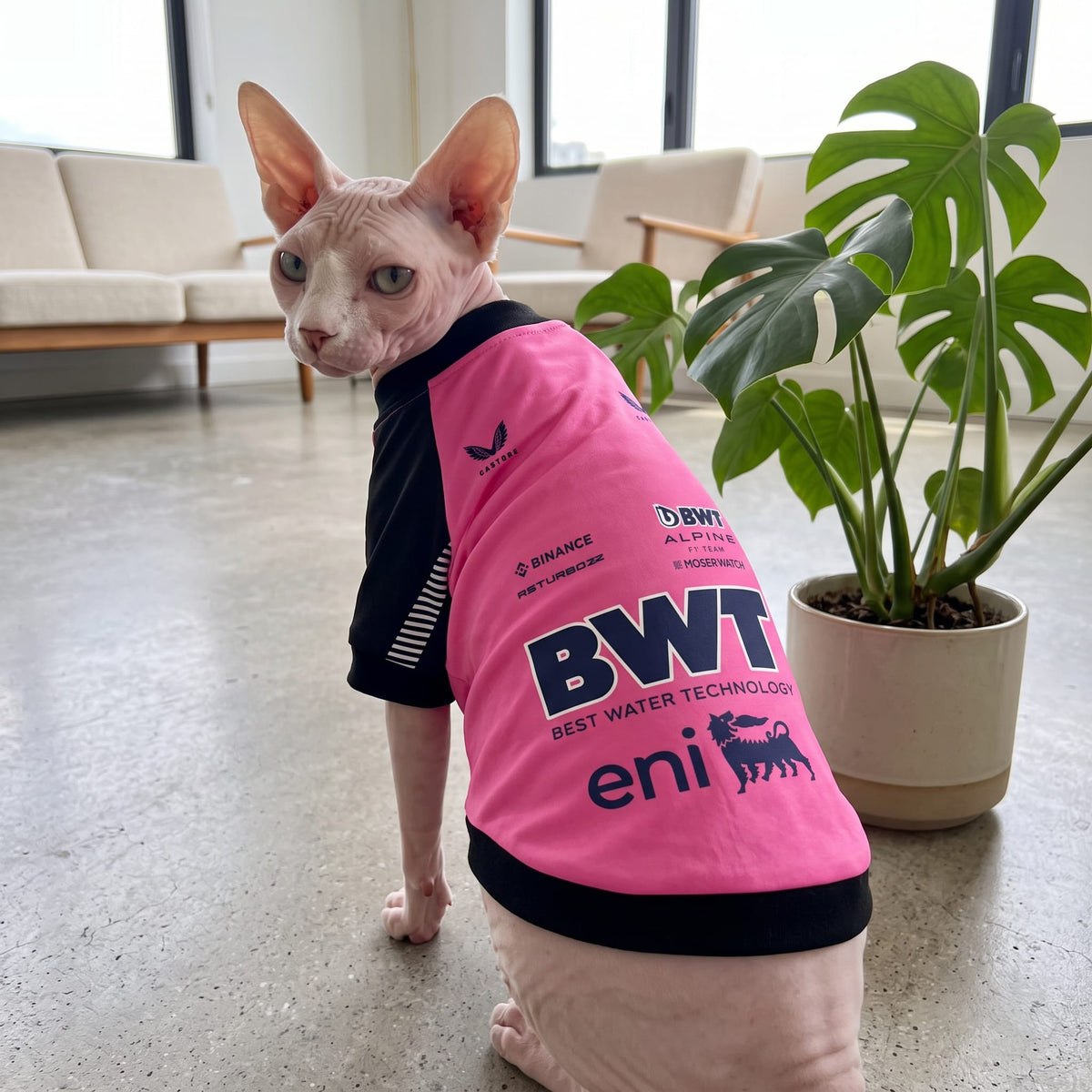 Sphynx cat wearing Alpine 2025 BWT F1 pink pet shirt indoors, side view showing BWT and eni logos