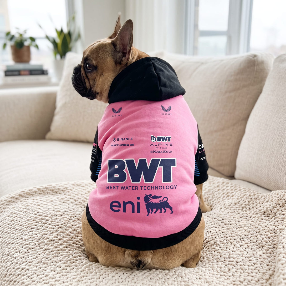 French bulldog wearing Alpine 2025 BWT F1 pink and black pet hoodie back view on couch