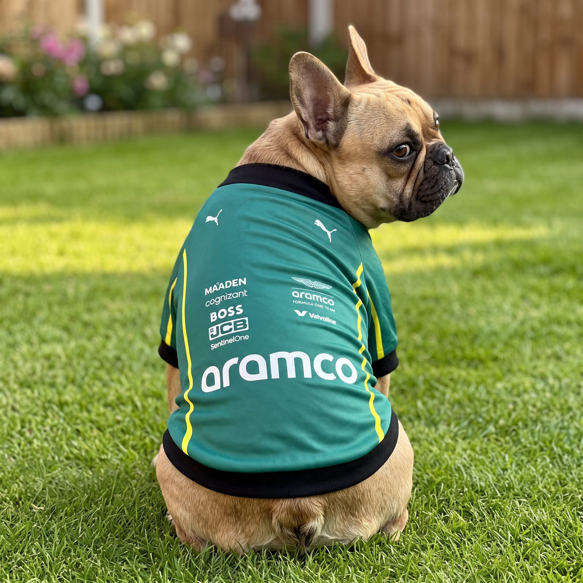 Fawn French bulldog in garden wearing green Aston Martin Aramco F1 dog shirt looking over shoulder