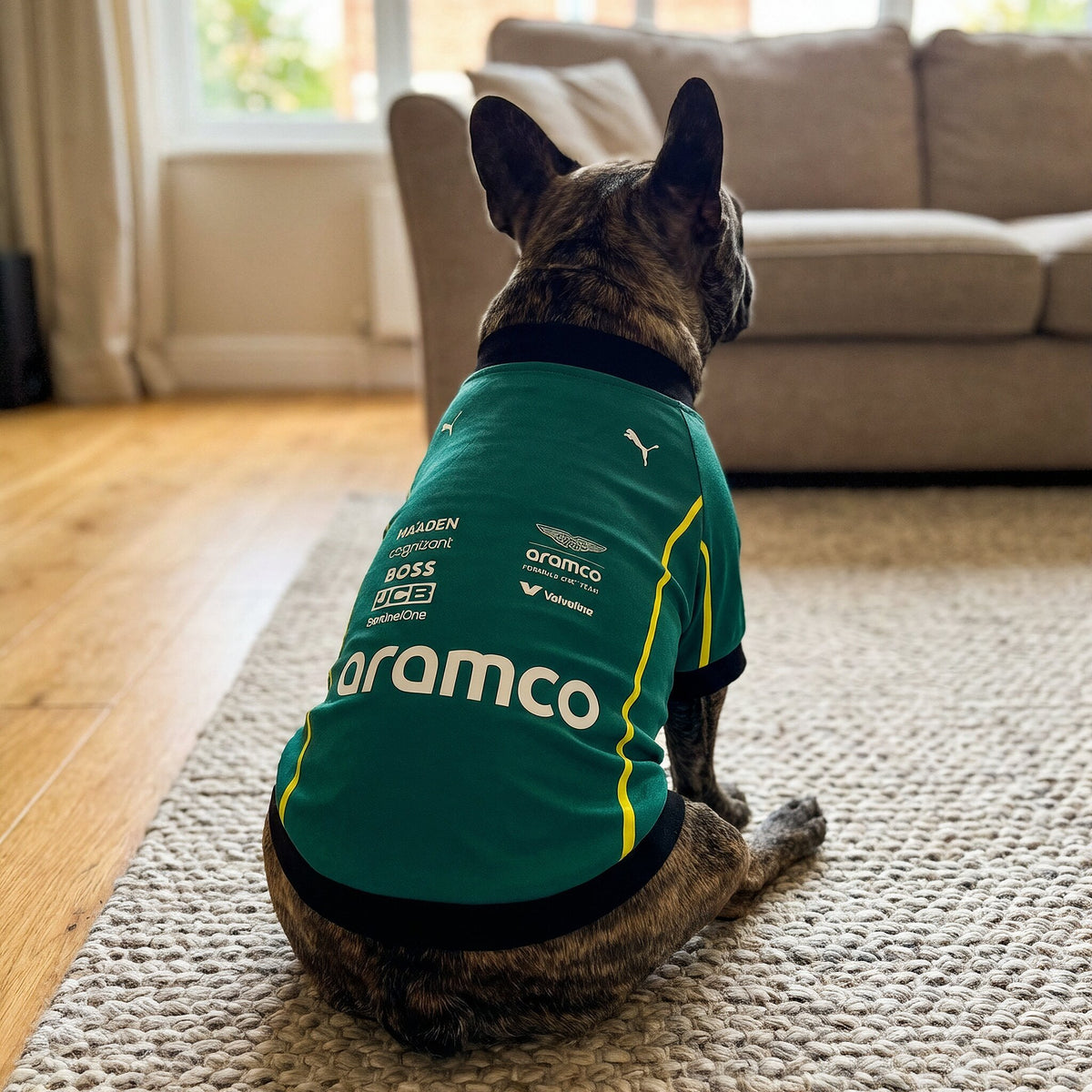 Brindle French bulldog wearing green Aston Martin Aramco F1 dog shirt back view with aramco logo