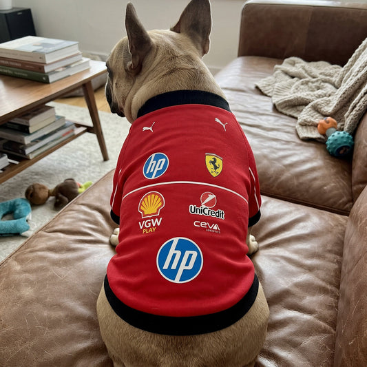 French bulldog wearing red Ferrari 2025 F1 pet jersey back view on leather sofa with team sponsor logos