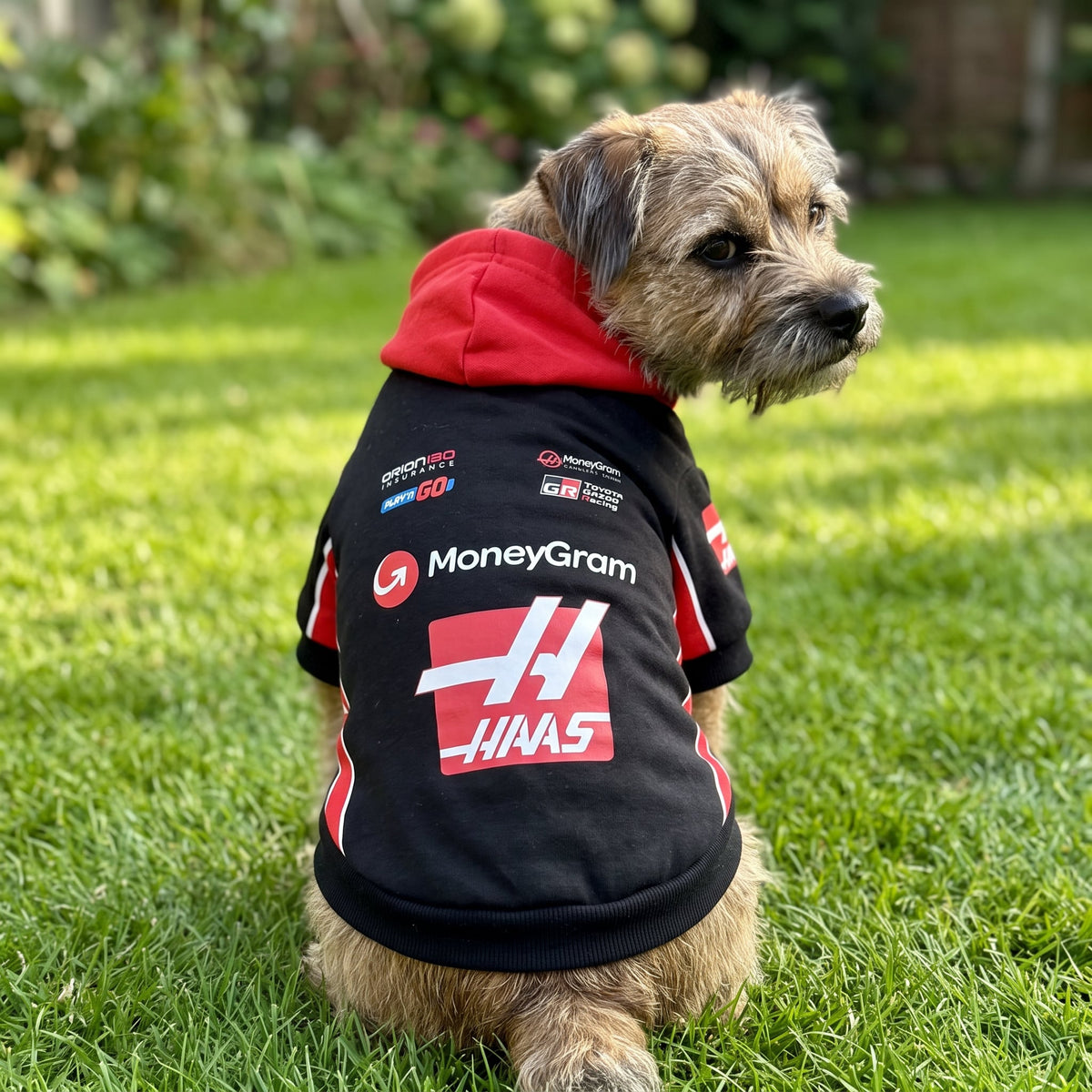 Haas 2025 pet hoodie front view with red hood button-down front and red sleeve stripes on white