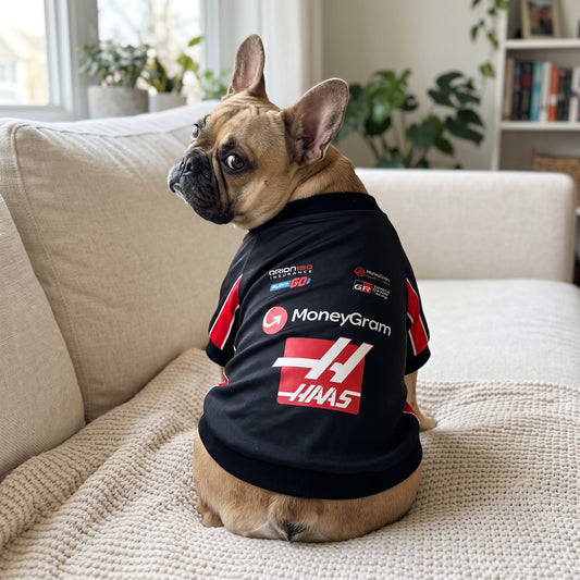 French bulldog wearing Haas 2025 F1 pet shirt back view with HAAS and MoneyGram logos on couch