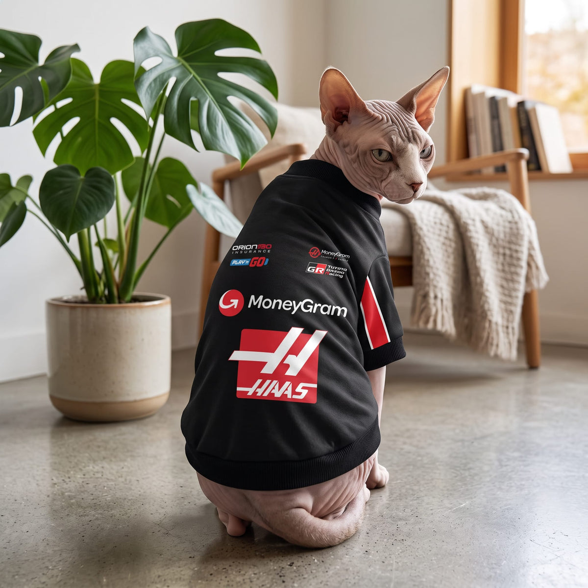 Sphynx cat wearing Haas 2025 F1 pet shirt back view with HAAS and MoneyGram logos indoors