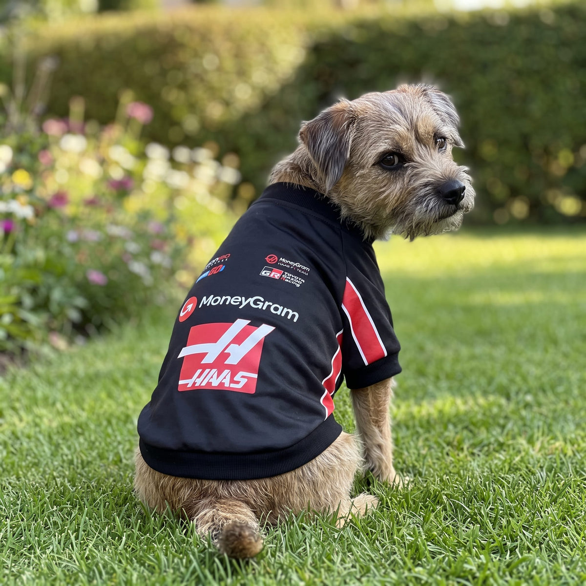 Border terrier wearing Haas 2025 F1 pet shirt outdoors in garden with HAAS and MoneyGram logos