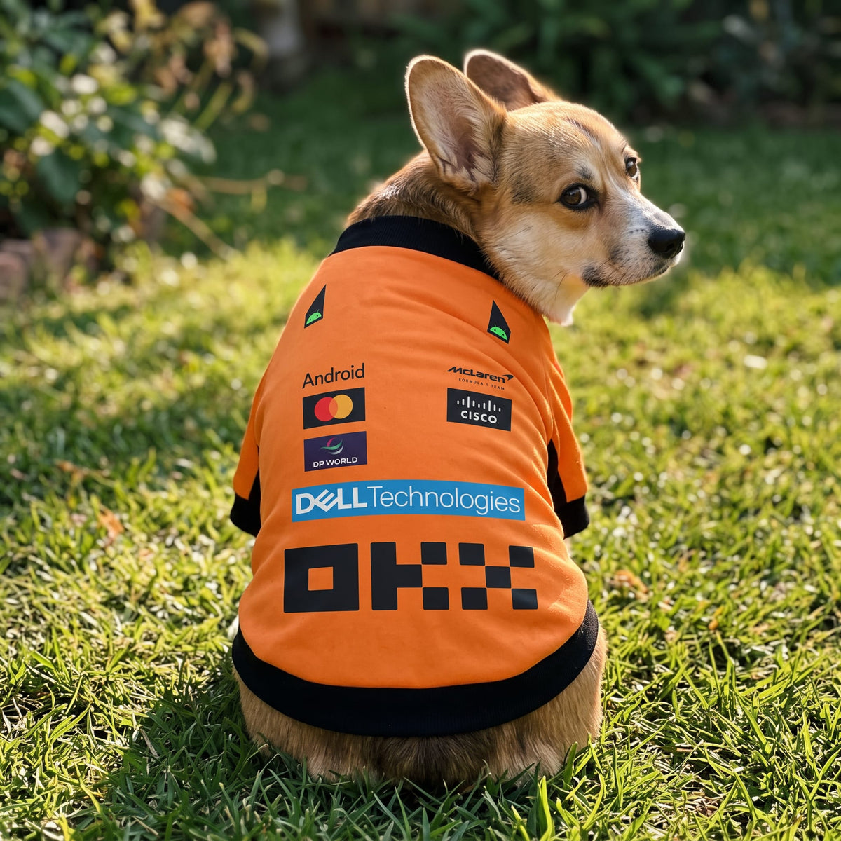 Corgi wearing McLaren 2025 F1 orange pet jersey outdoors in garden back view with sponsor logos