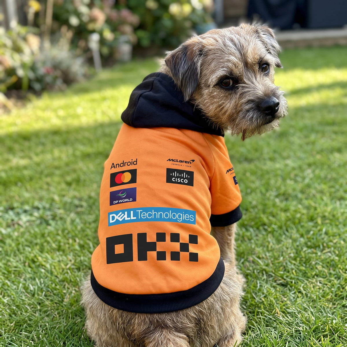 Border terrier wearing orange McLaren 2025 F1 pet hoodie in garden with black hood and OKX logo