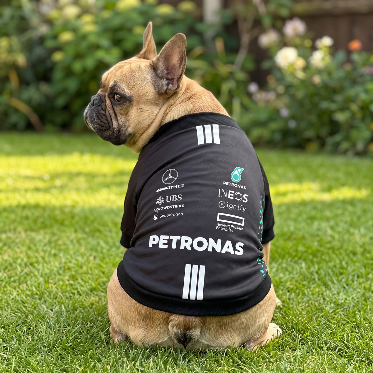 French bulldog wearing Mercedes 2025 AMG Petronas F1 pet shirt outdoors in garden back view