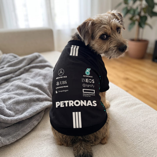 Terrier wearing Mercedes 2025 AMG Petronas F1 pet shirt back view with sponsor logos indoors