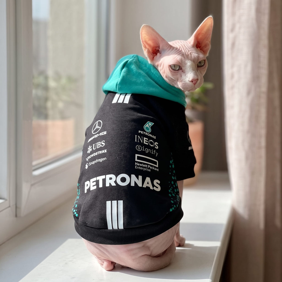 Sphynx cat wearing Mercedes Petronas F1 pet hoodie back view on sunny windowsill