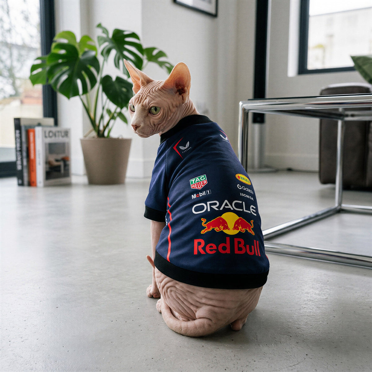 Sphynx cat wearing navy Red Bull Racing pet shirt indoors, F1 cat jersey with Oracle and Red Bull back logos