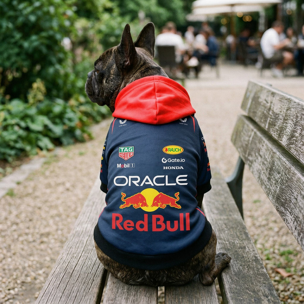 Brindle French Bulldog in the Red Bull F1 dog hoodie sitting on a park bench - navy body, red hood, Oracle Red Bull print