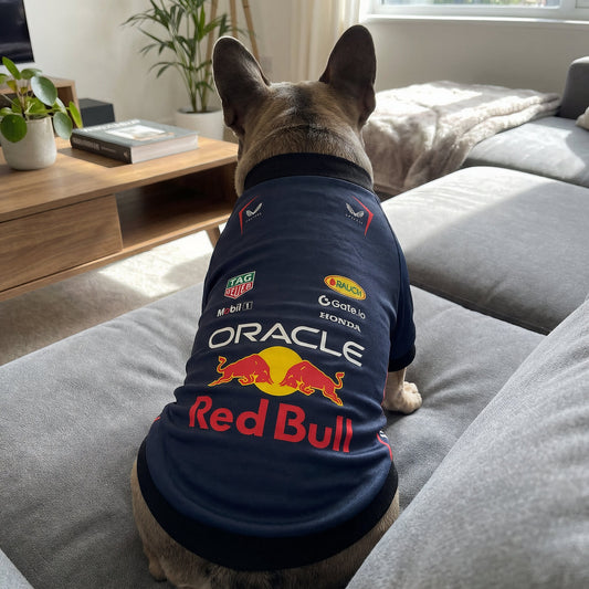 French bulldog wearing navy Red Bull Racing pet shirt on sofa, back sponsor layout with Oracle and Red Bull logos