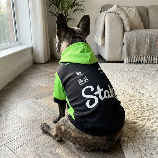 French bulldog wearing black green Stake F1 Sauber pet hoodie indoors with white Stake logo on back