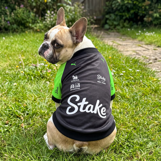 French bulldog wearing Stake F1 2025 pet shirt back view with white Stake logo in garden