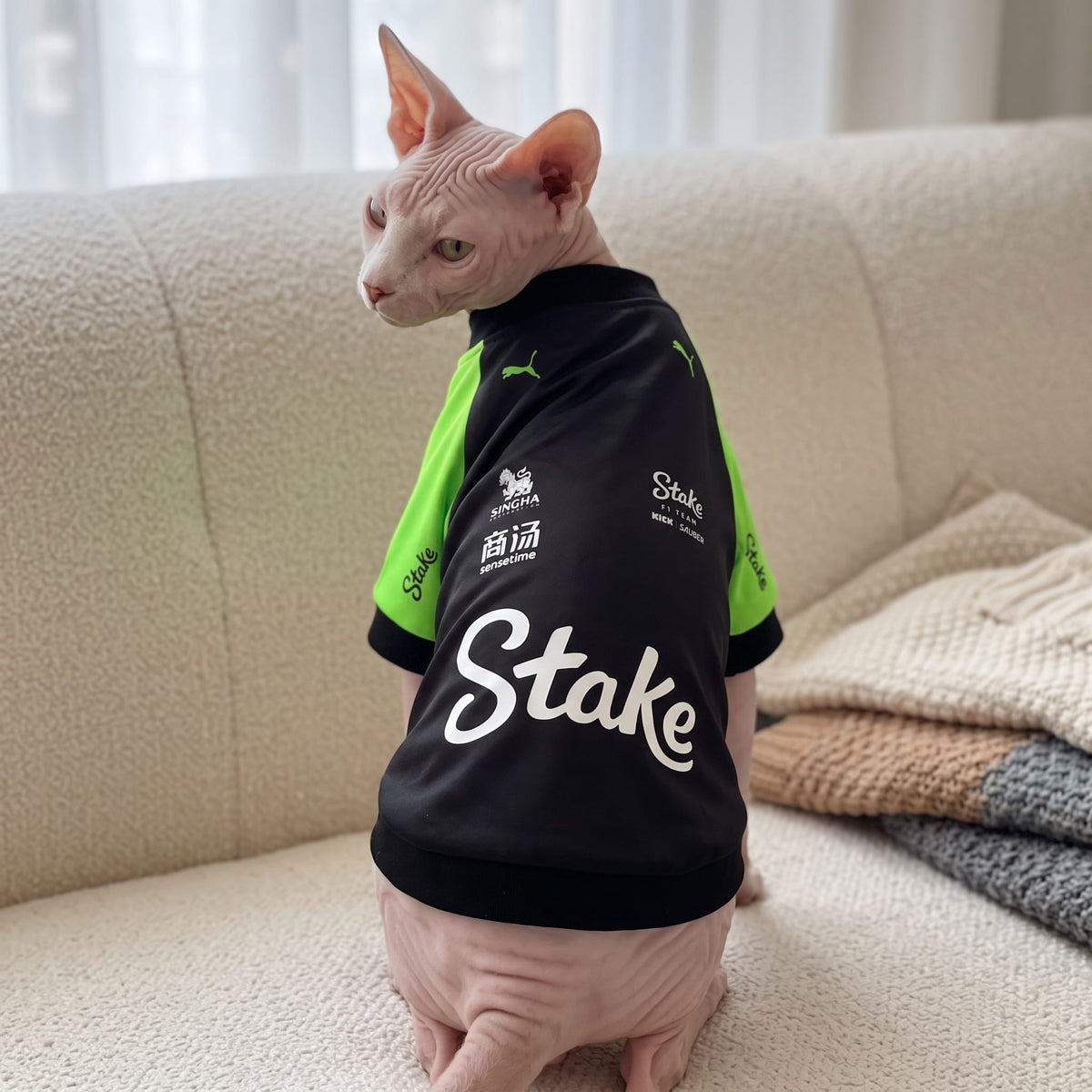 Sphynx cat on sofa wearing Stake F1 2025 pet shirt back view with white Stake logo