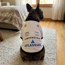 Williams Dog Shirt - 2025 F1 Racing Pet Jersey for Dogs & Cats