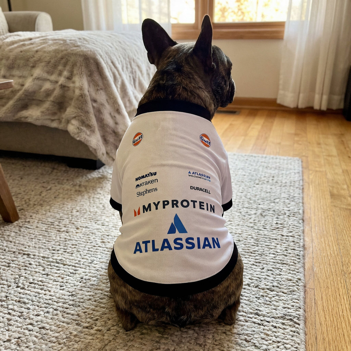 Brindle French bulldog wearing Williams 2025 racing dog shirt back view with Atlassian and Gulf logos