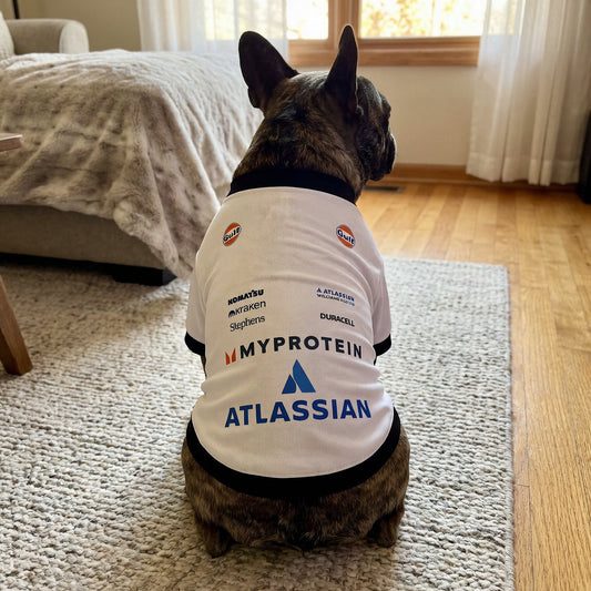 Brindle French bulldog wearing Williams 2025 racing dog shirt back view with Atlassian and Gulf logos