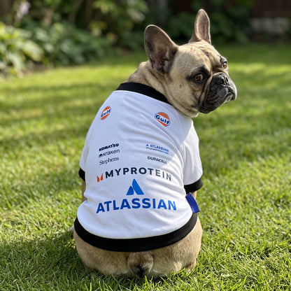 Fawn French bulldog outdoors wearing Williams 2025 racing dog shirt back view on grass