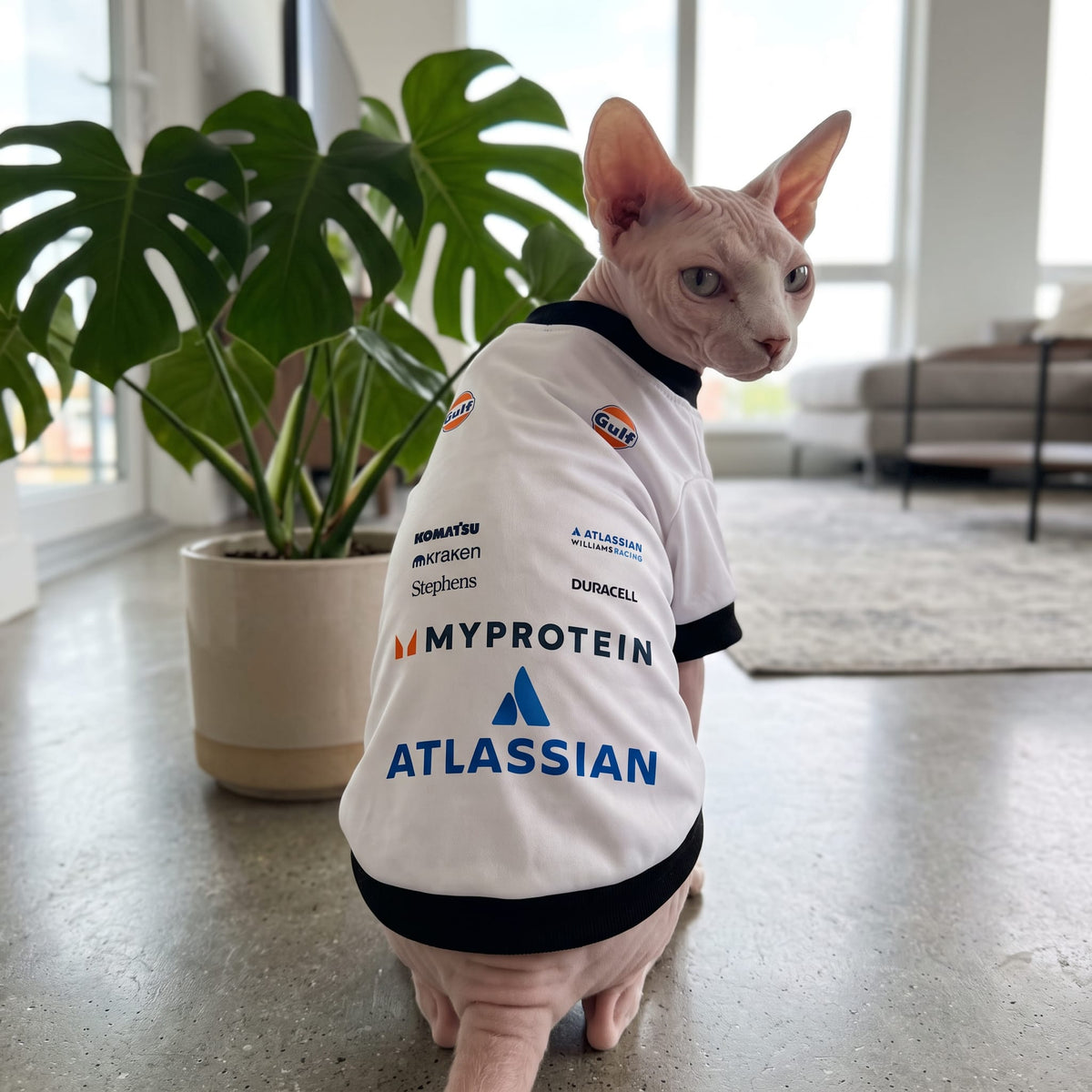 Sphynx cat wearing Williams 2025 racing pet shirt back view indoors near plant with team logos