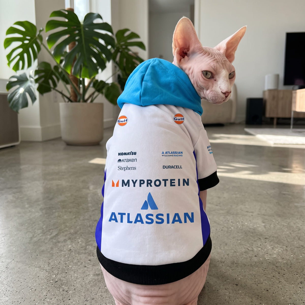 Sphynx cat wearing Williams Racing 2025 pet hoodie indoors back view with Atlassian and Gulf logos