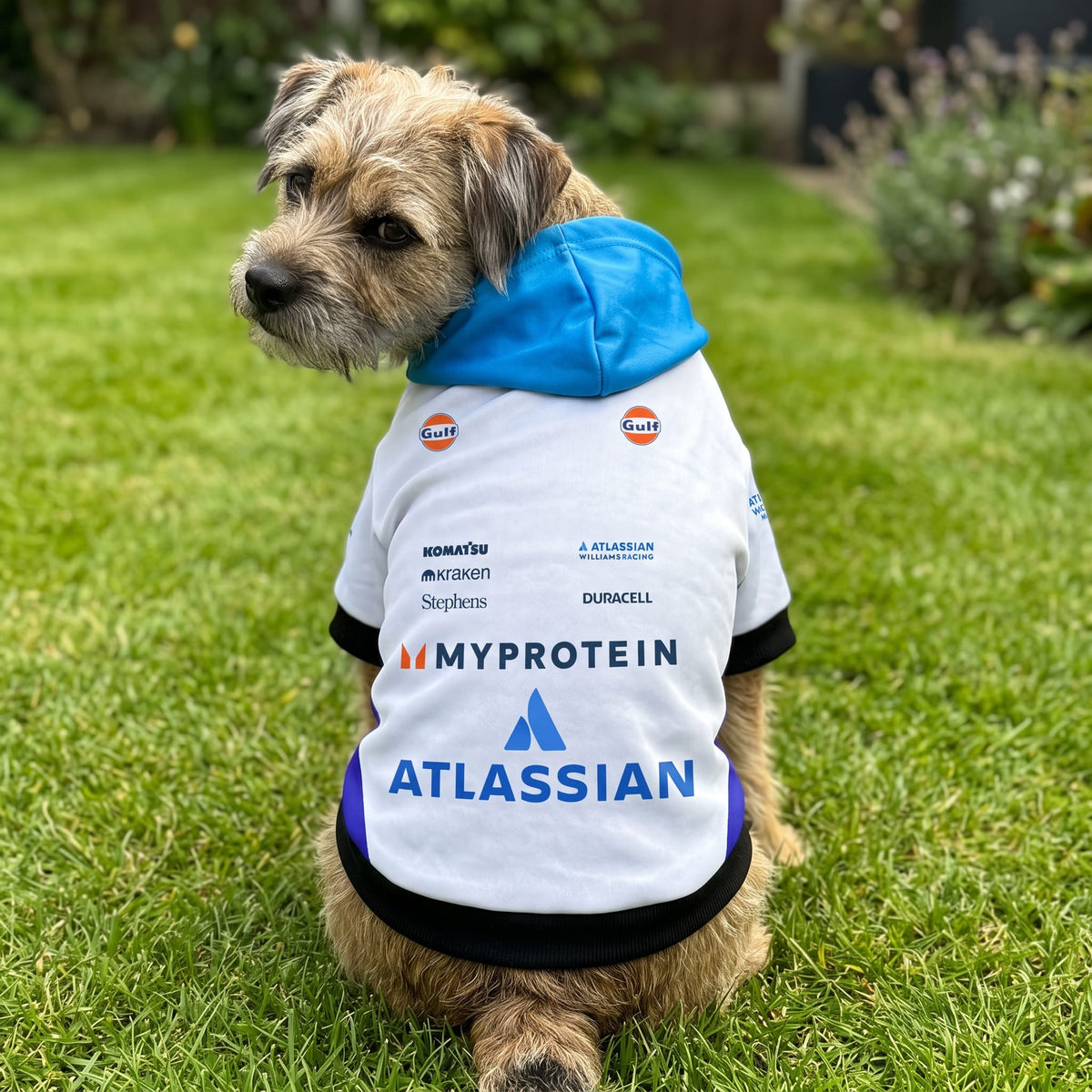 Border terrier wearing Williams Racing 2025 pet hoodie outdoors on grass back view with sponsor logos